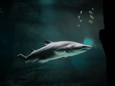 Razor Shark slotas — pilna apžvalga ir strategijos 2026