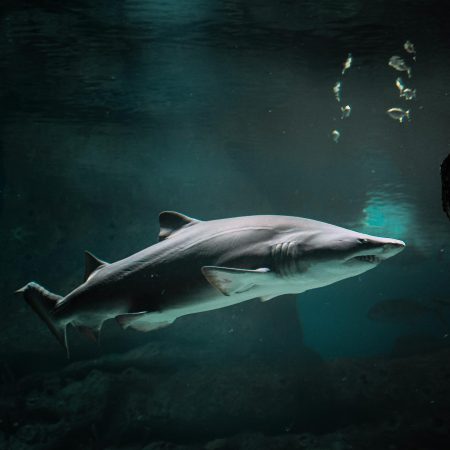 Razor Shark slotas — pilna apžvalga ir strategijos 2026